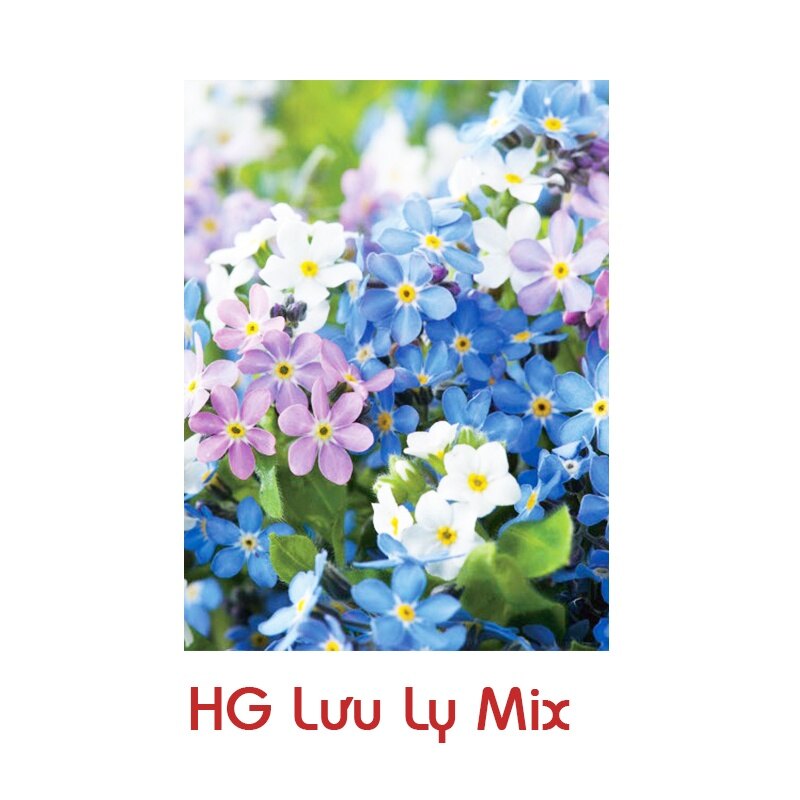 Hạt Giống Hoa Lưu Ly Nhiều Màu 150H