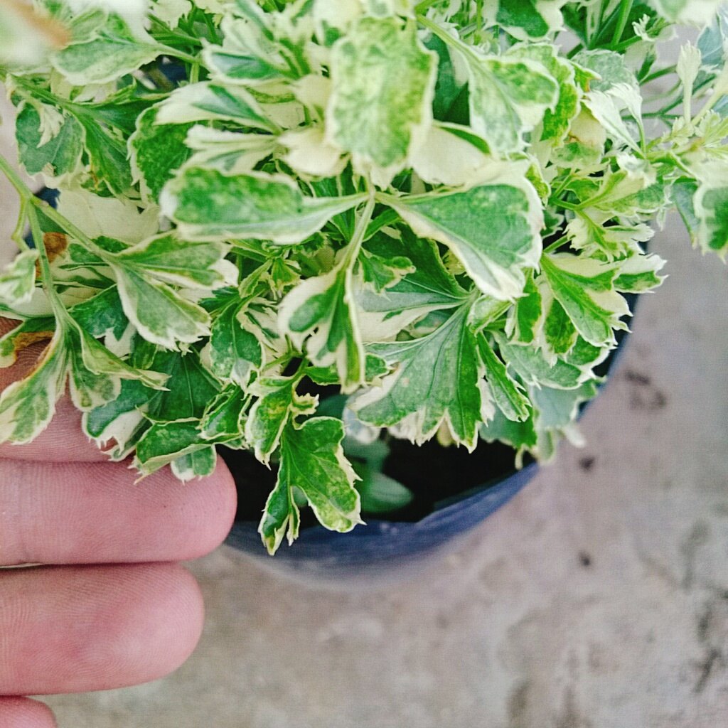 Cây Đinh Lăng Cẩm Thạch - cây cảnh để bàn