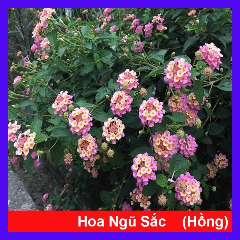 Hoa Ngũ Sắc (Hồng) - Hoa Trâm Ổi Hồng