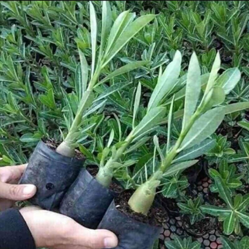 Cây hoa sứ thái
