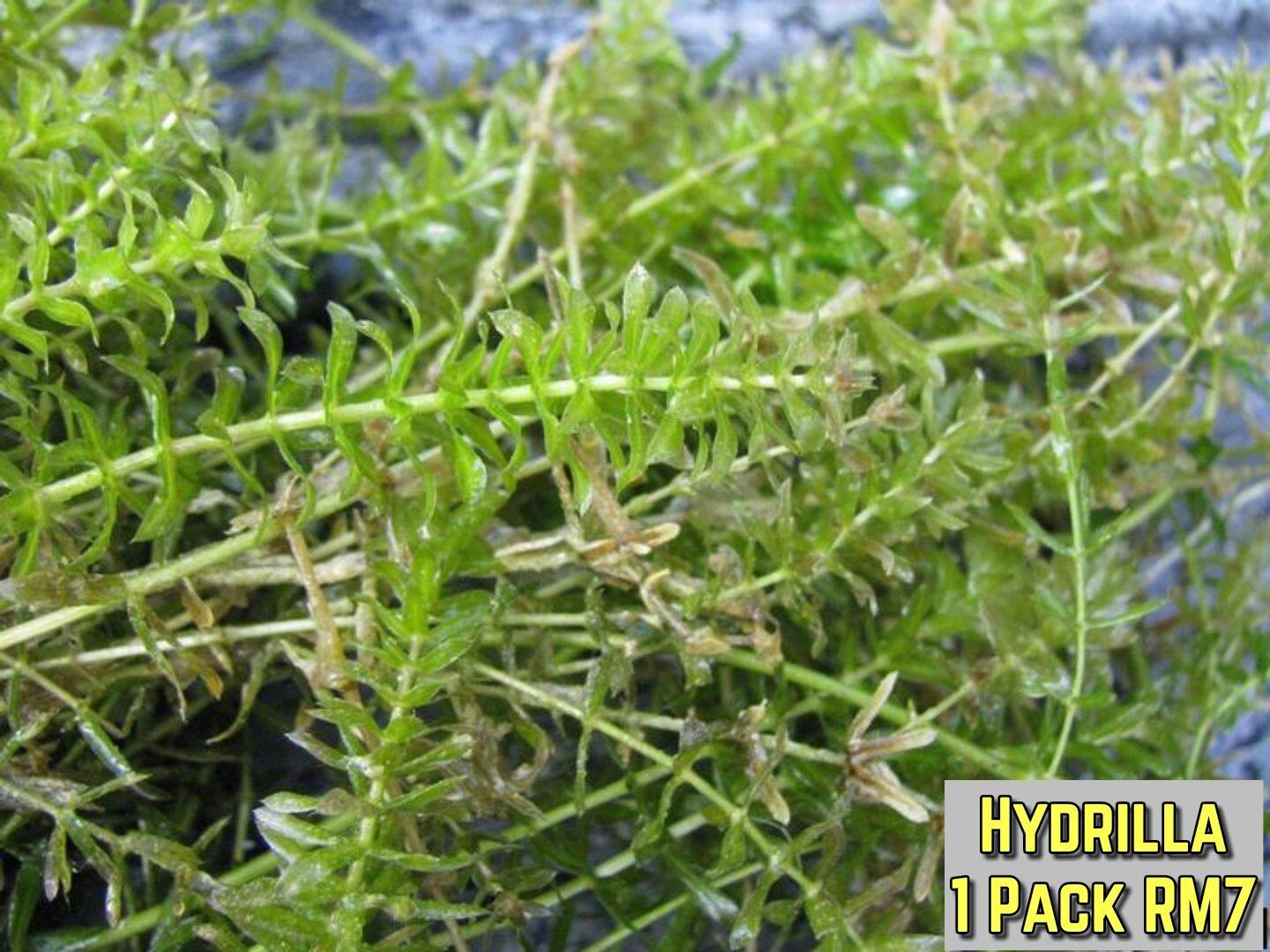 🍀AQUATIC PLANT HYDRILLA live plant Lazada