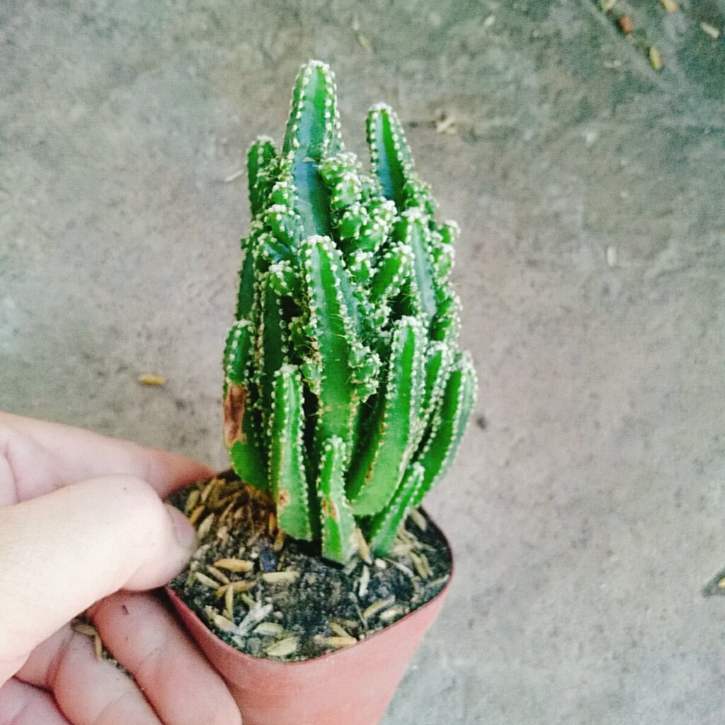 Xương Rồng Thanh Sơn - cây cảnh mini