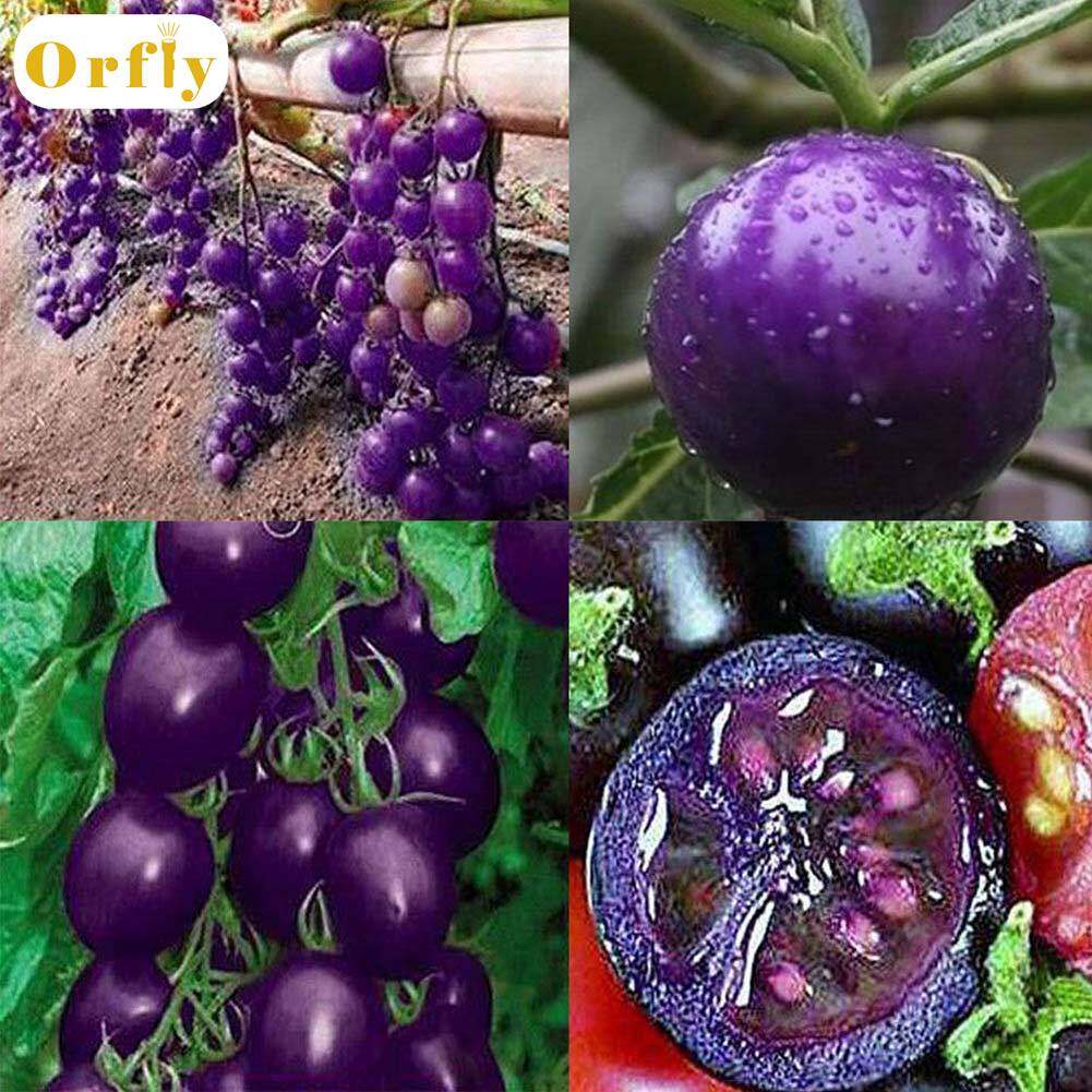 Orfly 20Pcs Seeds Purple Cherry Tomato Organic Heirloom Fruit Vegetable Plant Home Garden Decor