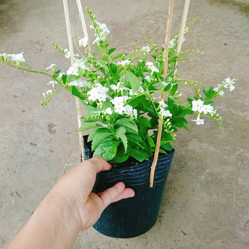 Cây Chuỗi Ngọc Trắng - chuỗi ngọc thái siêu bông