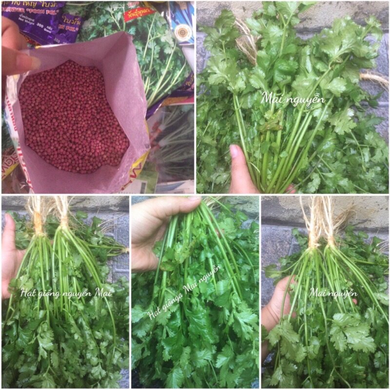 20Gram- Hạt Giống Rau Mùi Thái Lan Chiêng Mai