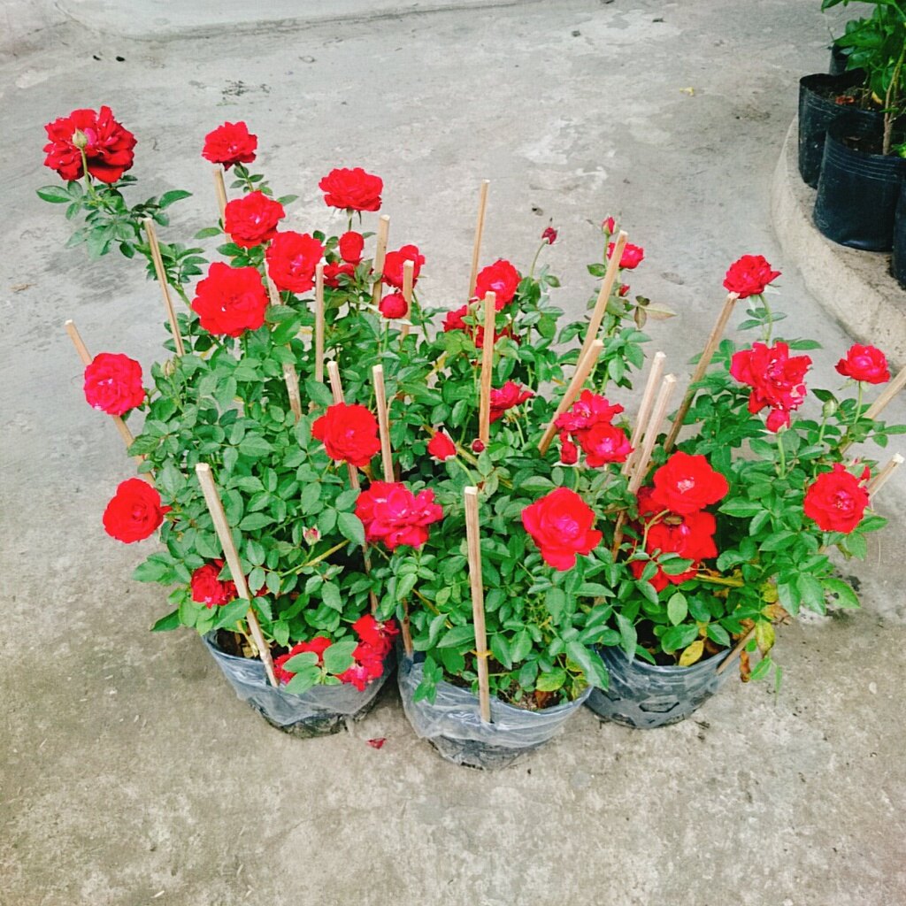 Hoa Hồng Tỉ Muội (Siêu Hoa) - cây cảnh để bàn