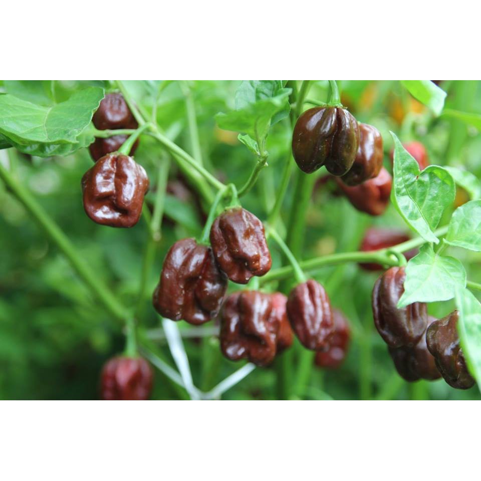 5 Hạt Giống Ớt Siêu Cay Red Habanero