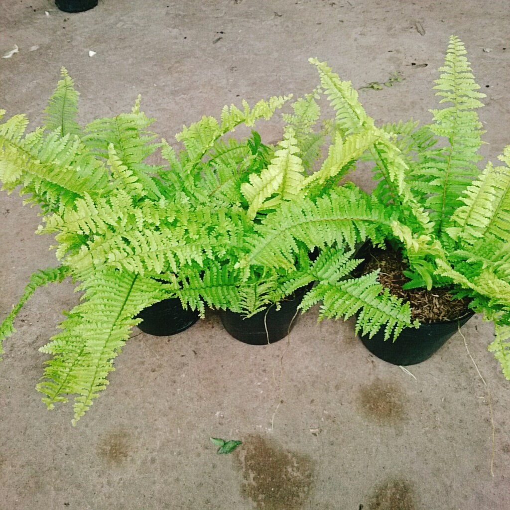 Cây Dương Xỉ Mỹ - cây cảnh để bàn