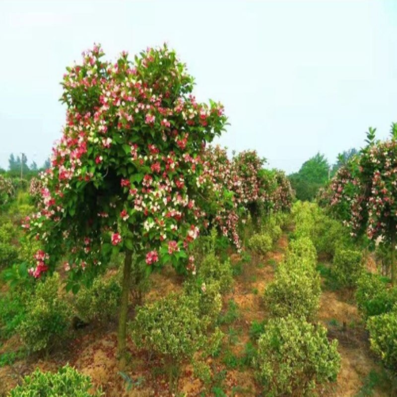 Cây Hoa Đại Cát - cây cảnh đẹp
