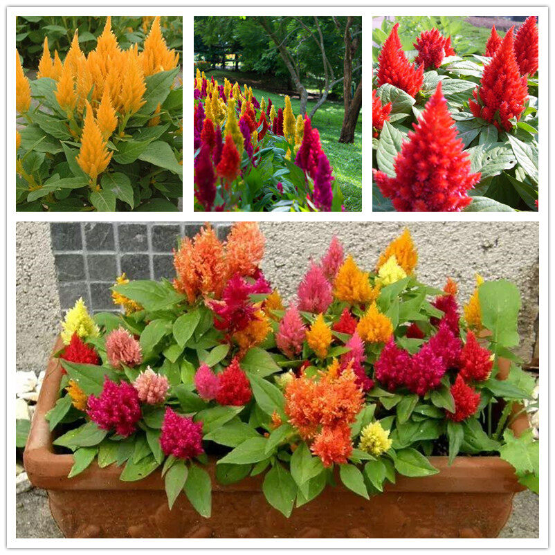 Malaysia Ready Stock 200 pcs/bag Mix Colour Celosia Plumosa Seeds