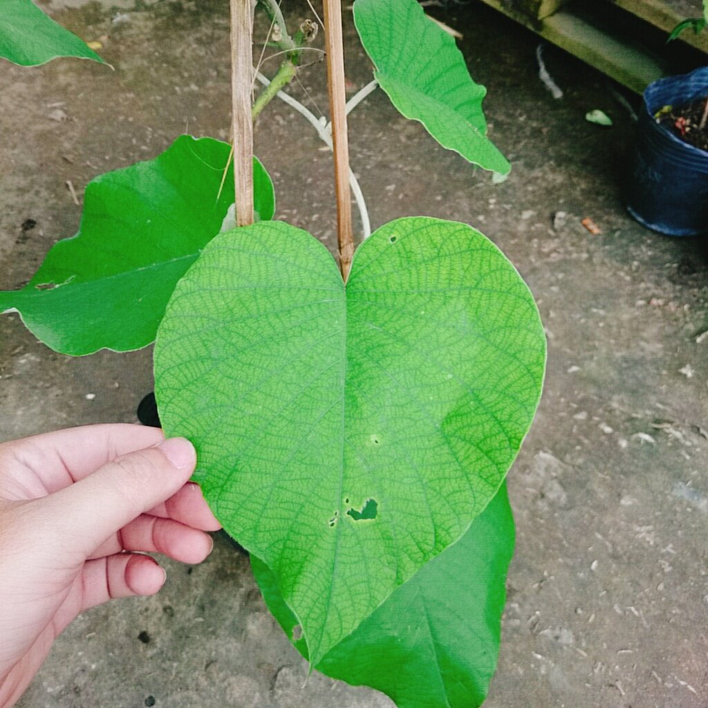 Dây Leo Cát Đằng Lá Lớn - cây cảnh vườn