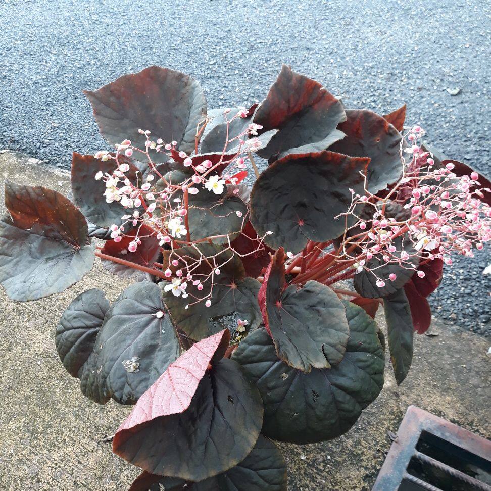 Pokok Begonia Asam Batu Lazada