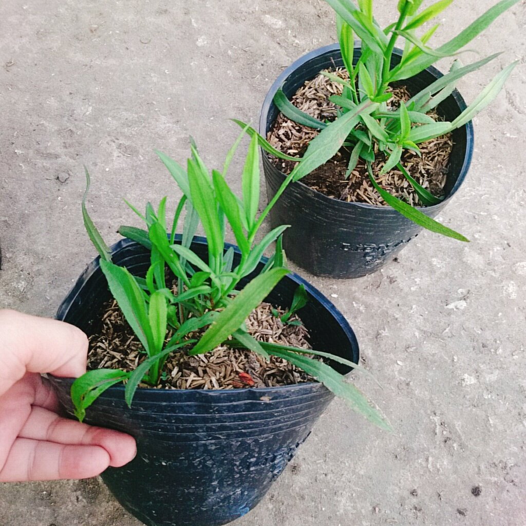 Cây Hoa Thạch Thảo (Tím) - cây cảnh để bàn