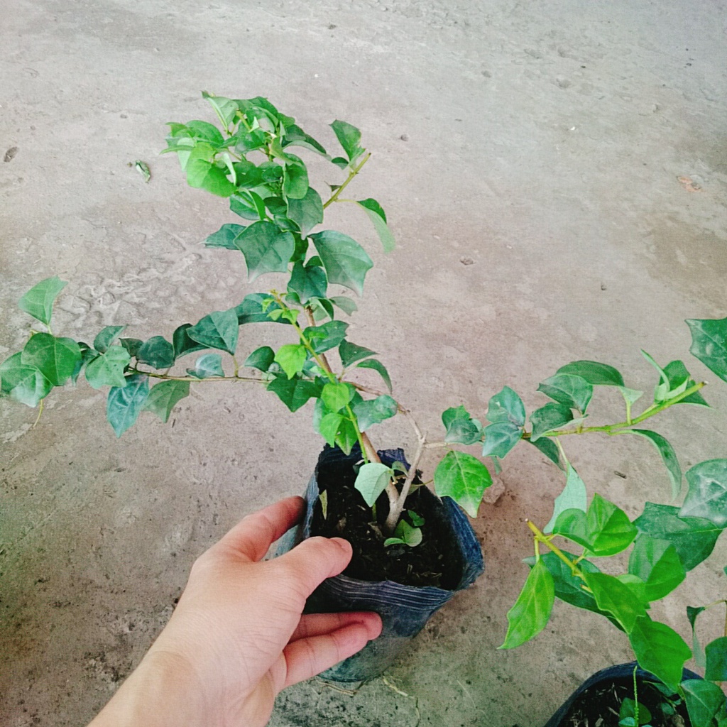 Cây Huyền Trân Công Chúa - cây cảnh đẹp