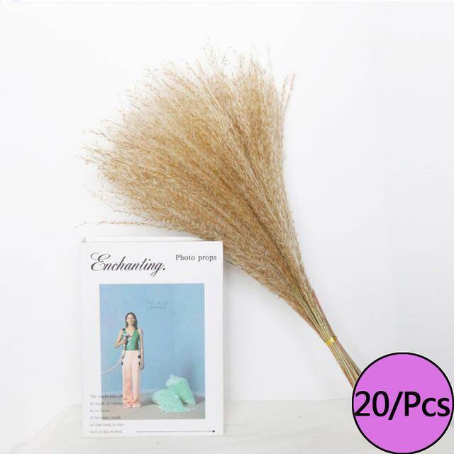 Buy 4 Get 1 Free Natural Pampas Dried Flowers Rabbit Tail Grass Reed Bouquet Wedding Party Decoration Plants
