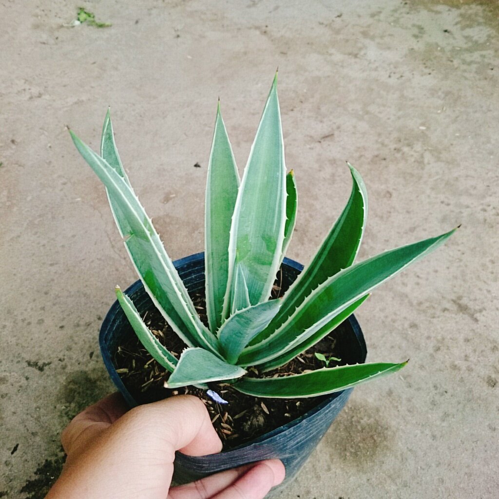 Cây Dứa Agao ( Dứa Nam Mỹ ) - cây cảnh đẹp
