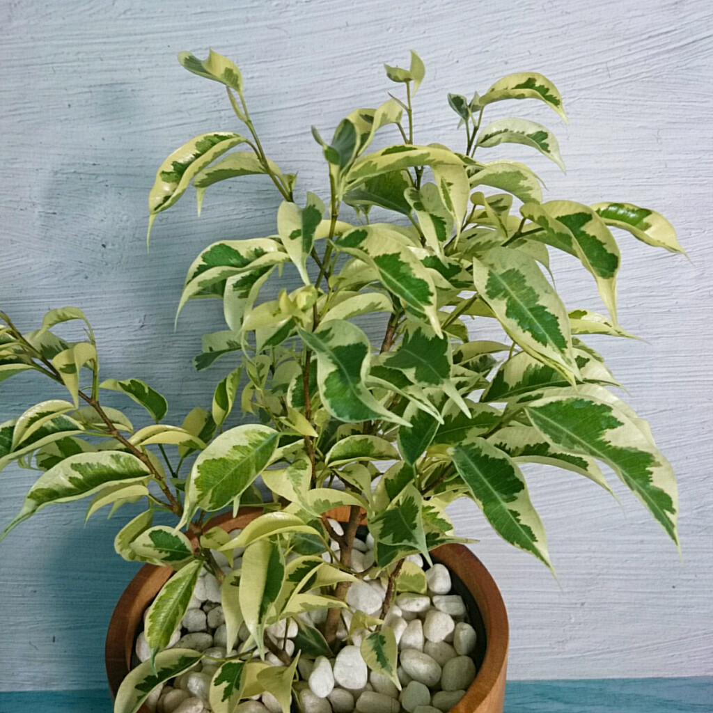 Cây Si Bonsai Cẩm Thạch - cây cảnh bonsai