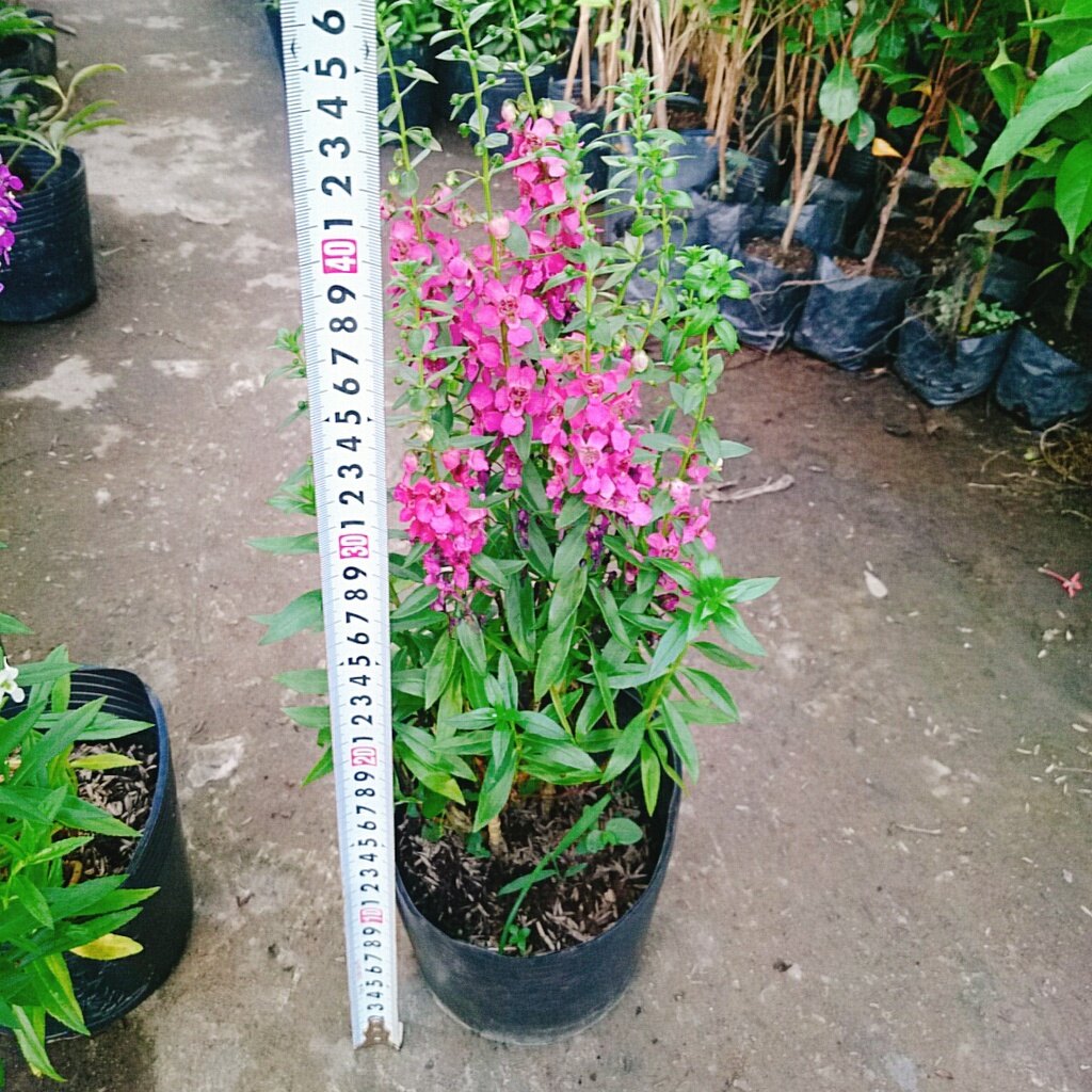 Cây Hoa Phi Yến - cây cảnh đẹp