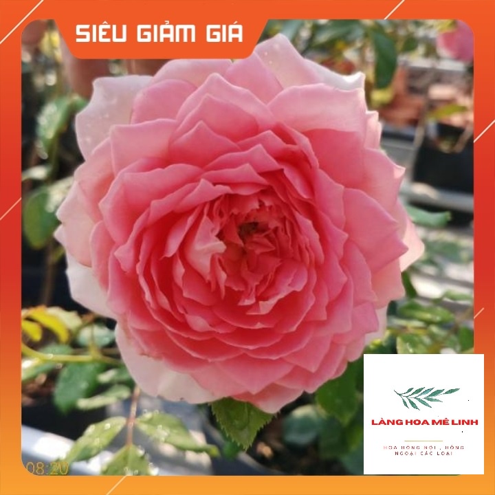 Hoa hồng thân gỗ tree Jubilee Celebration rose Bông lớn, thơm đậm, lặp hoa nhanh