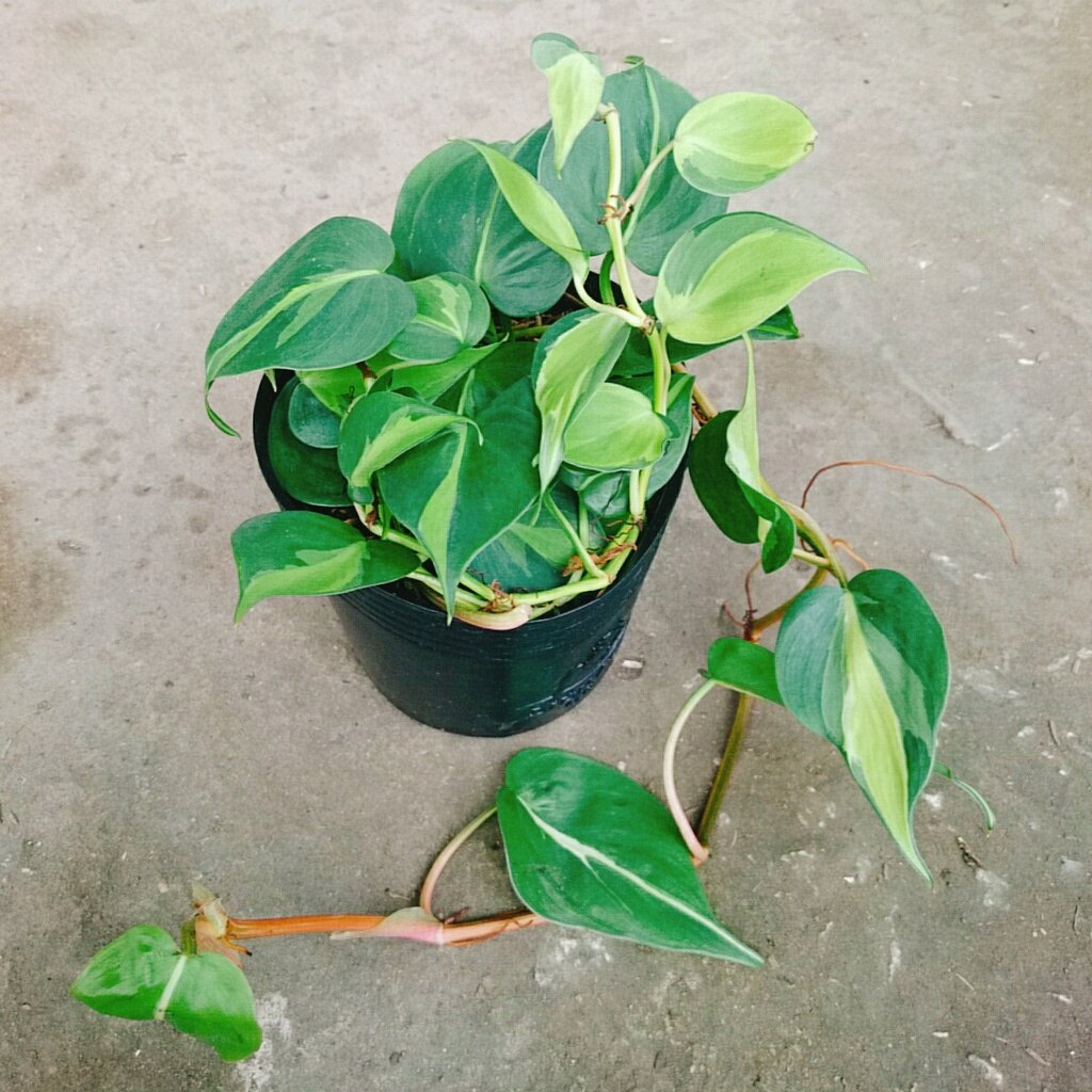 Trầu bà Brazil ( Philodenron Brazil )