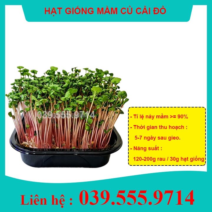 1kg hạt giống rau mầm củ cải đỏ - giòn, ngọt, dinh dưỡng, thu hoạch nhanh