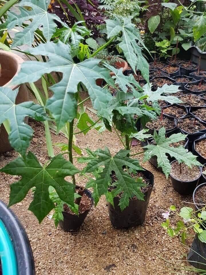 Keratan dan pokok chaya 50 seeds (not live plants) | Lazada PH