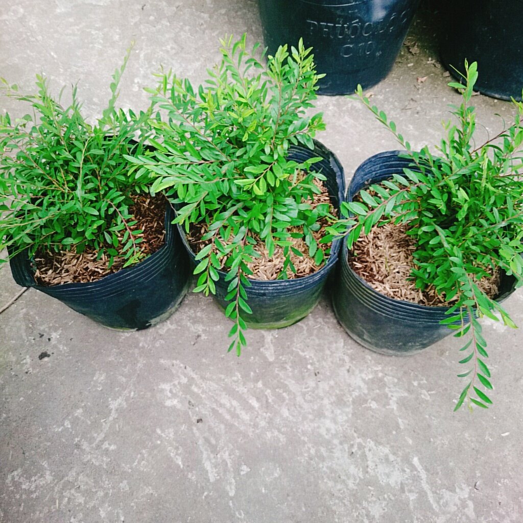 Cây Sơn Liễu Thái - cây cảnh sân vườn
