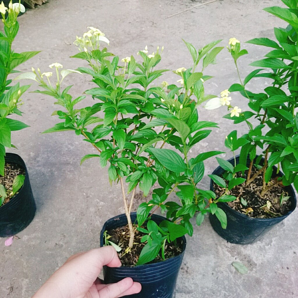 Cây Ngọc Mai - cây cảnh sân vườn