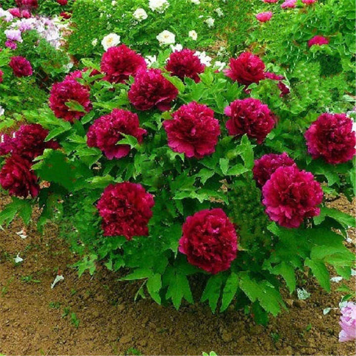 Túi hạt giống Mẫu Đơn Hiếm Paeonia Suffruticosa gồm 20 Hạt trồng trong sân vườn nhà văn phòng – INTL