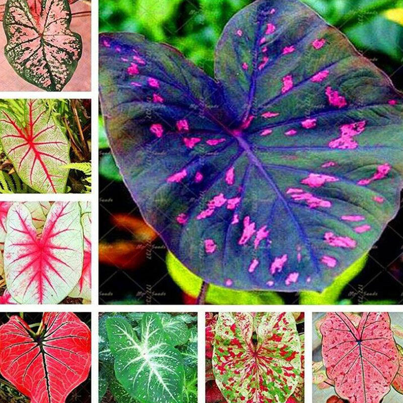 ปลูกง่าย ปลูกได้ทั่วไทย Dragon 100pcs Mixed Colour Caladium Seeds Flower Home Garden Beautiful Flower Seeds Flower Seeds Vegetable Live Plants Air Plant Seed Benih Tree Pokok Bunga