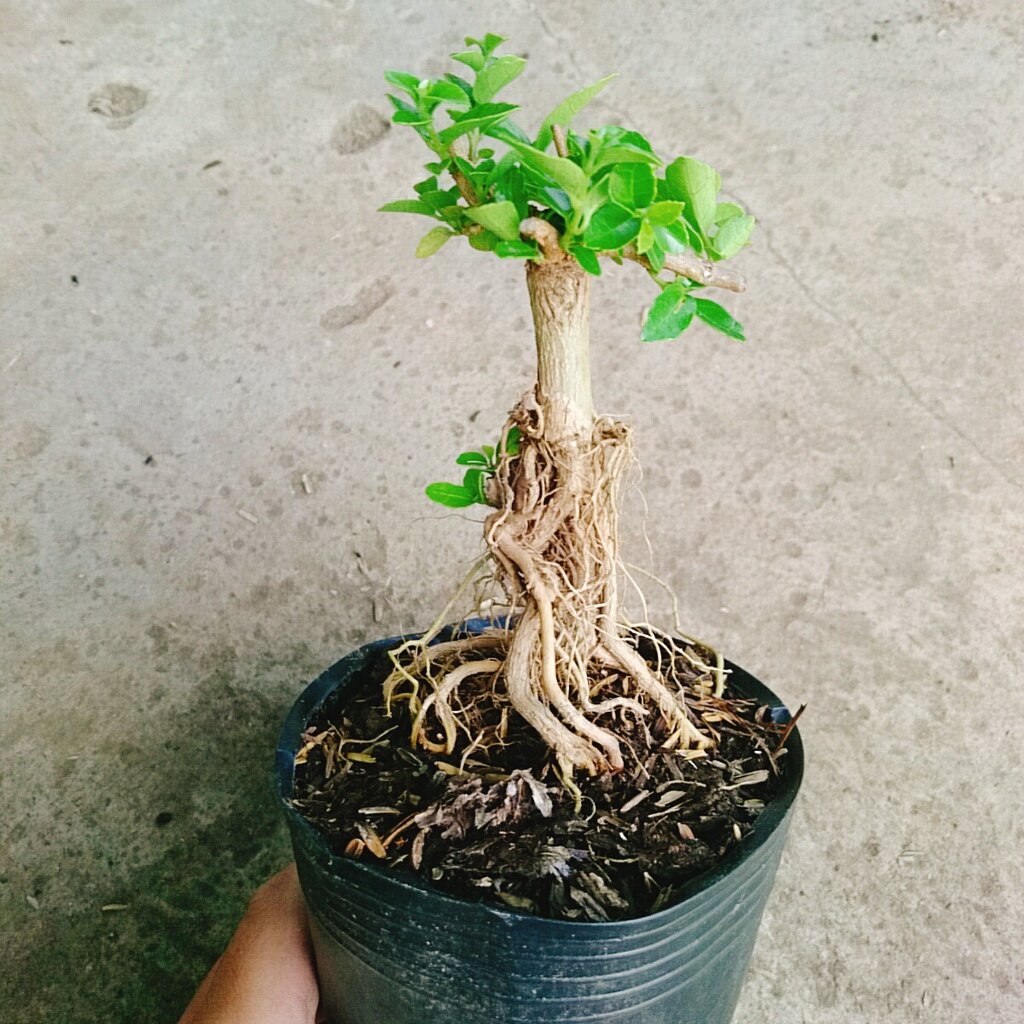 Cây Sam Hương - cây cảnh bonsai để bàn