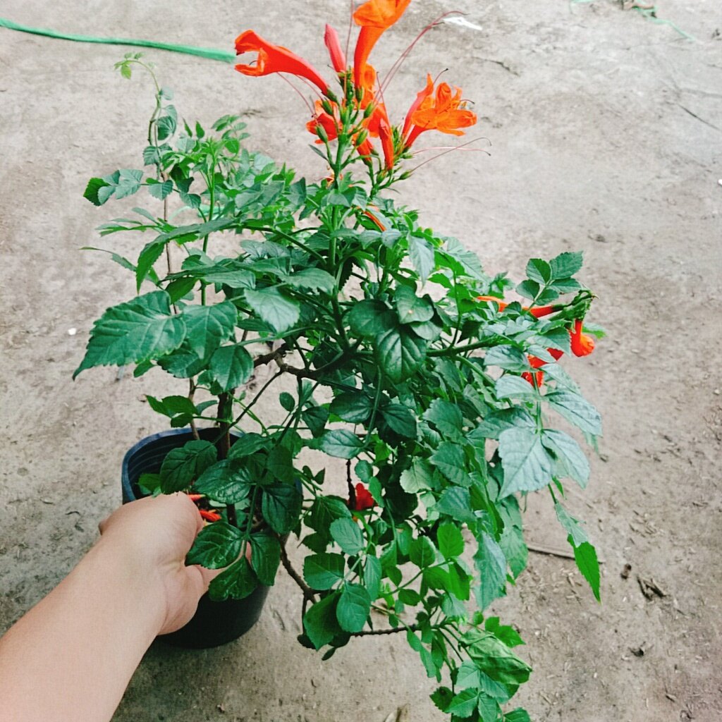 Cây rạng đông ( chùm ớt ) - cây cảnh đẹp mau phát triển
