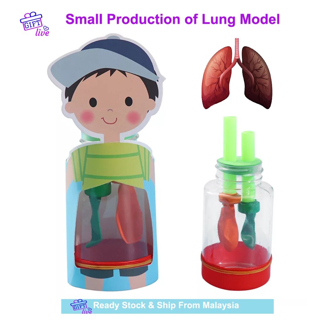 DIY Lung Breath Model Respiratory system Materials Kit Science ...