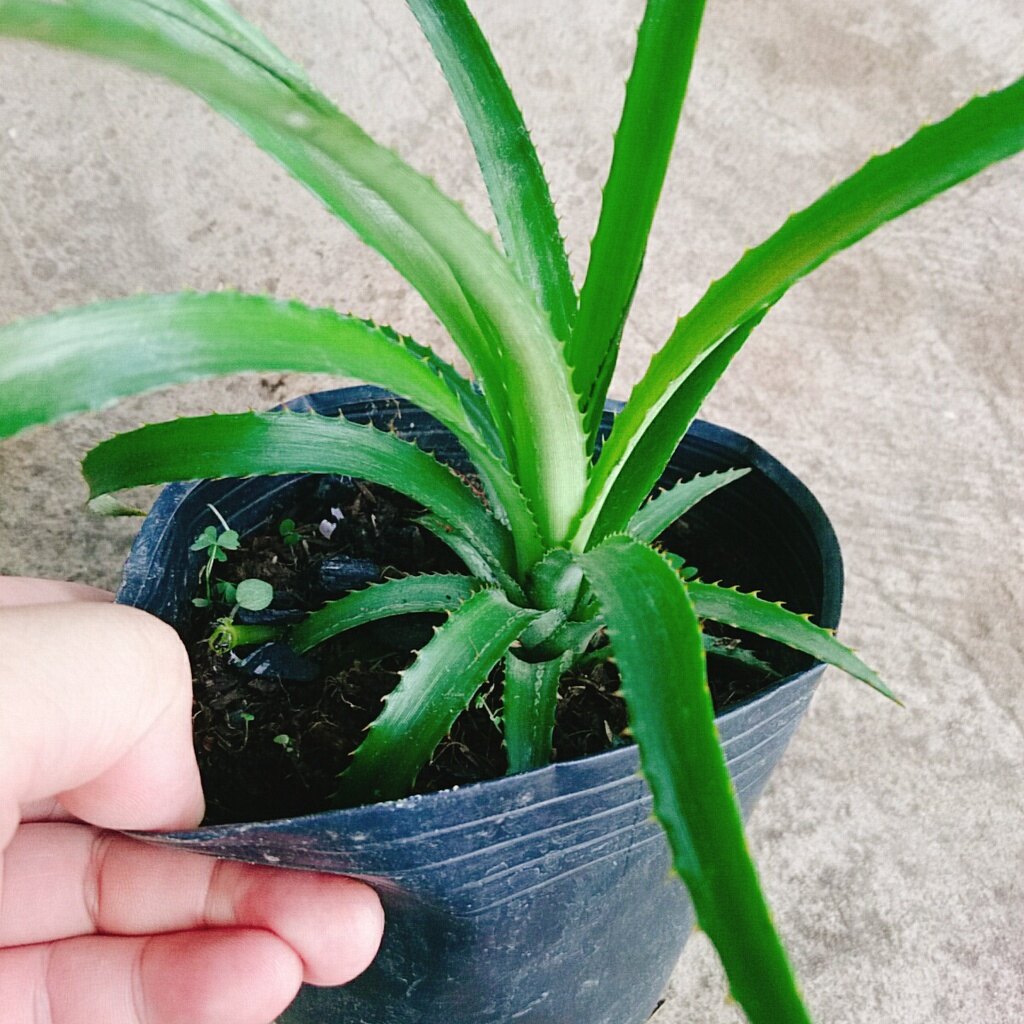 Cây dứa cảnh - cây thơm baby