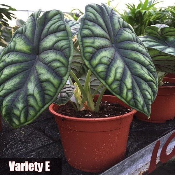 20pcs Alocasia Seeds Potted Plant Elephant Ear Bonsai Flower Seeds（นี่