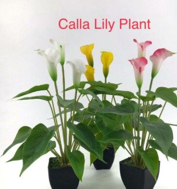 Malaysia Stock Real Touch Calla Lily Plant / Pokok hiasan / daun / bunga /  home decor / orkid / orchid | Lazada