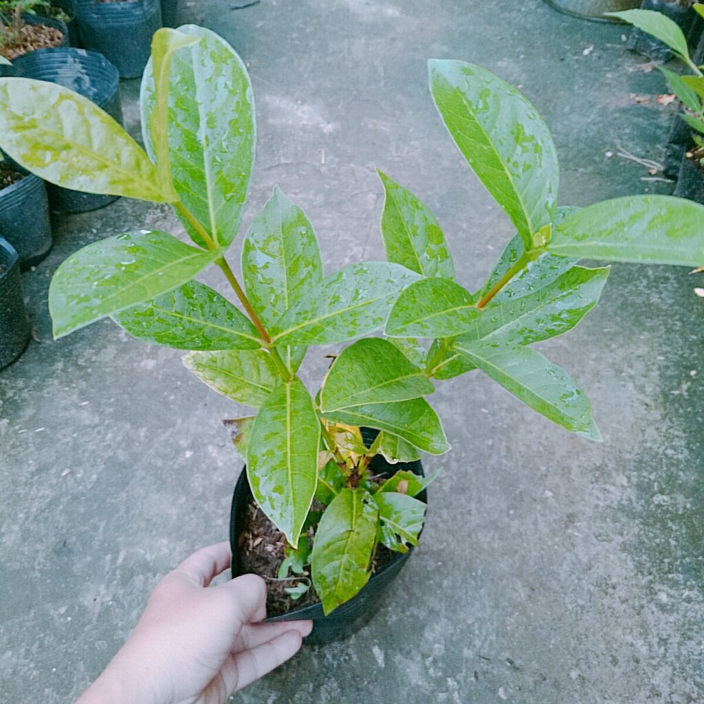Mẫu Đơn Mỹ Đỏ - cây bông trang mỹ