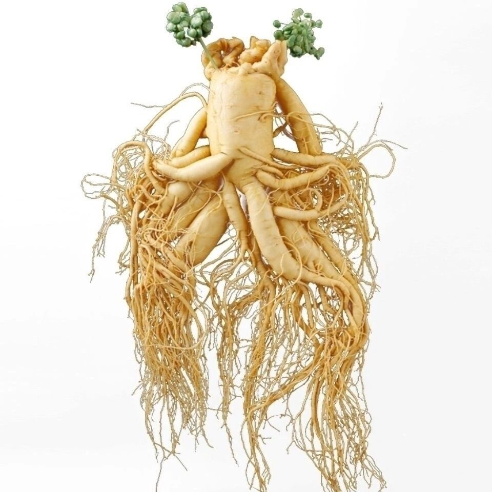 [35-year-old ginseng] Extra large Jilin ginseng Changbai Mountain wild ginseng gift soaking alcohol