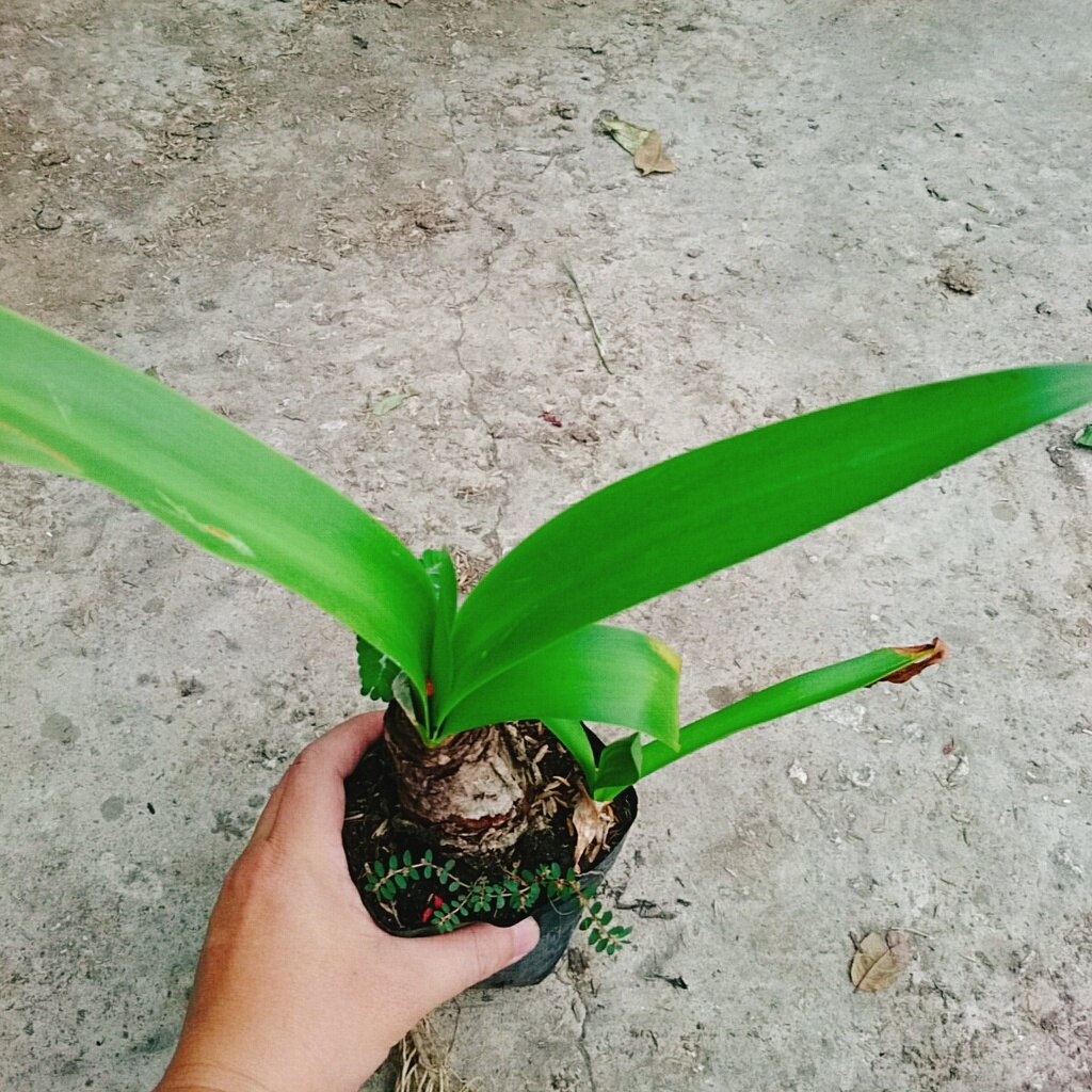 Cây Bạch Trinh Biển - cây thuỷ tiên