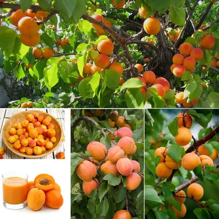Apricot Tree Seeds,10Pcs Sweet Apricot Seeds Tree Rare Fruit Bonsai Plant Home Garden Decor