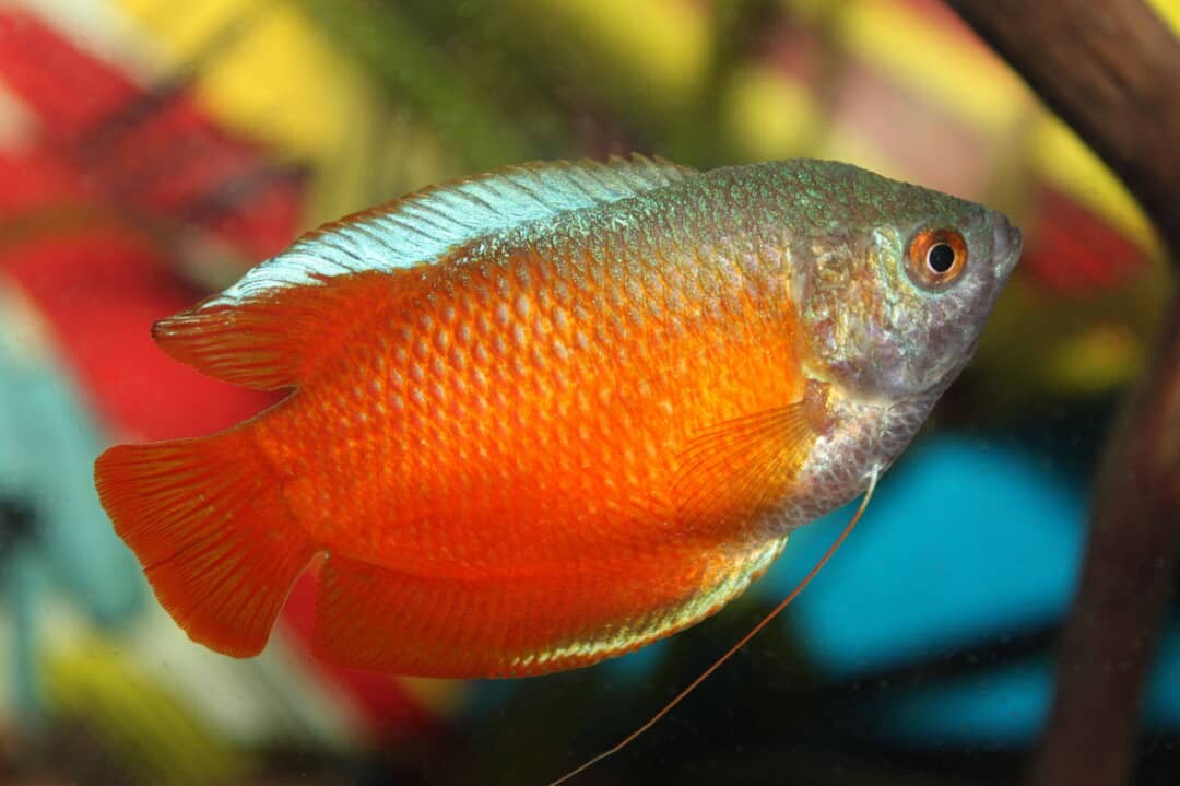 flame gourami fish