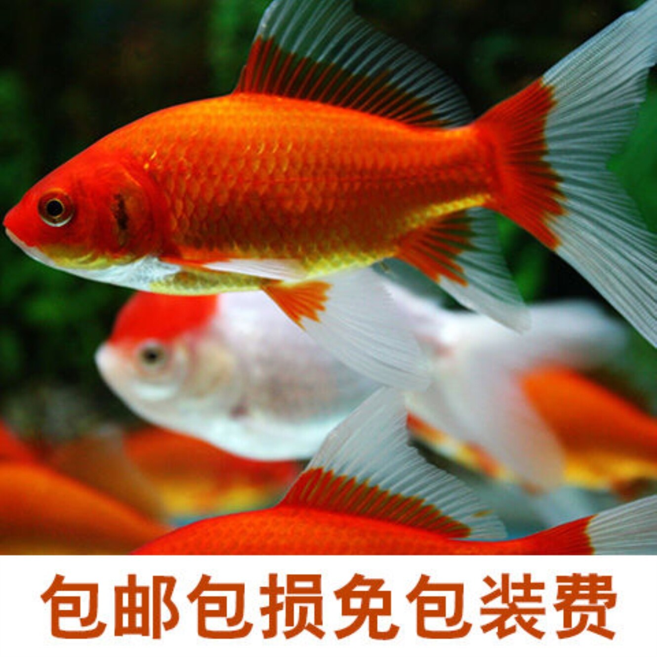 ornamental fish feed