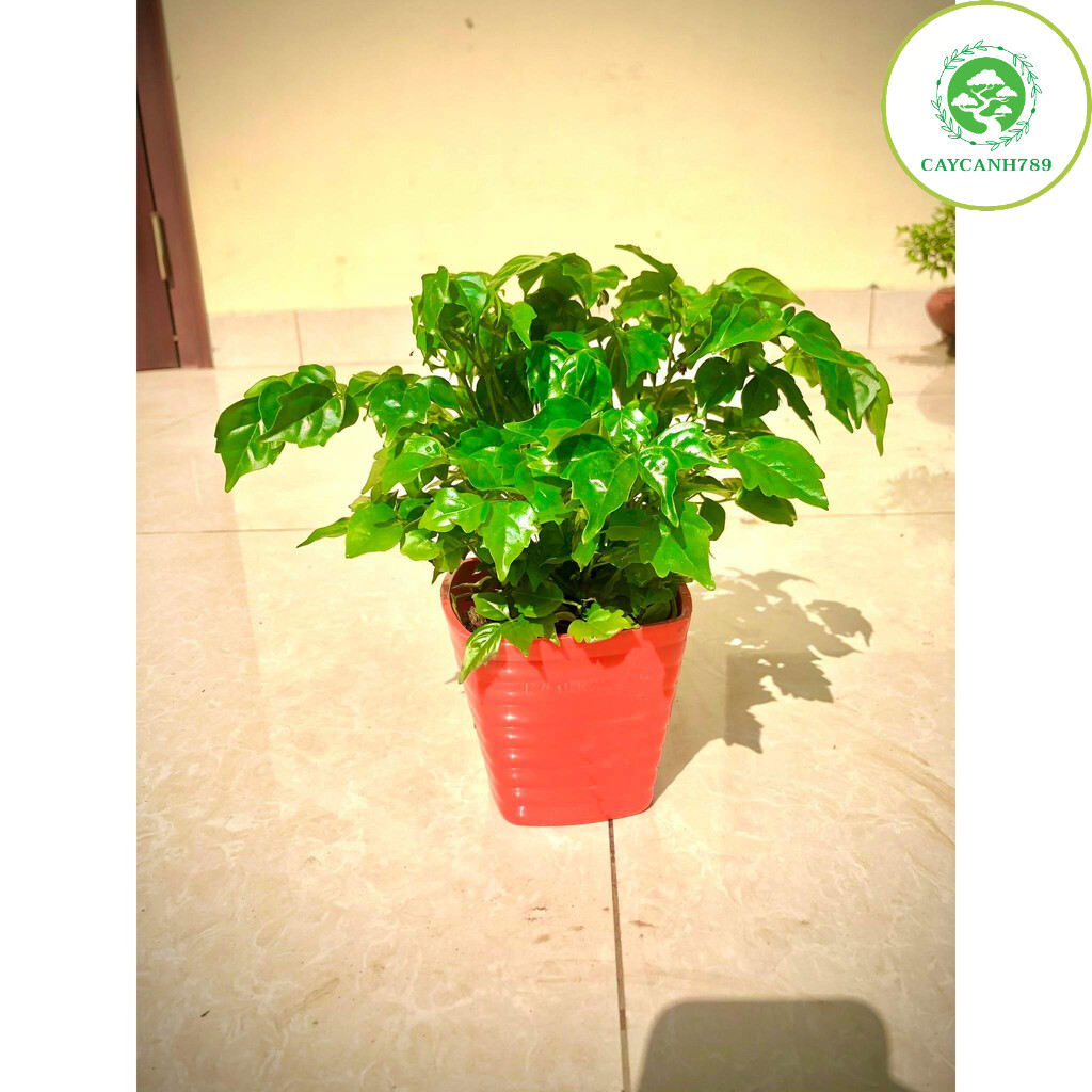 Cây hạnh phúc để bàn +chậu ảnh thật (cây nội thất phát triển tốt trong môi trường thiếu ánh sáng)