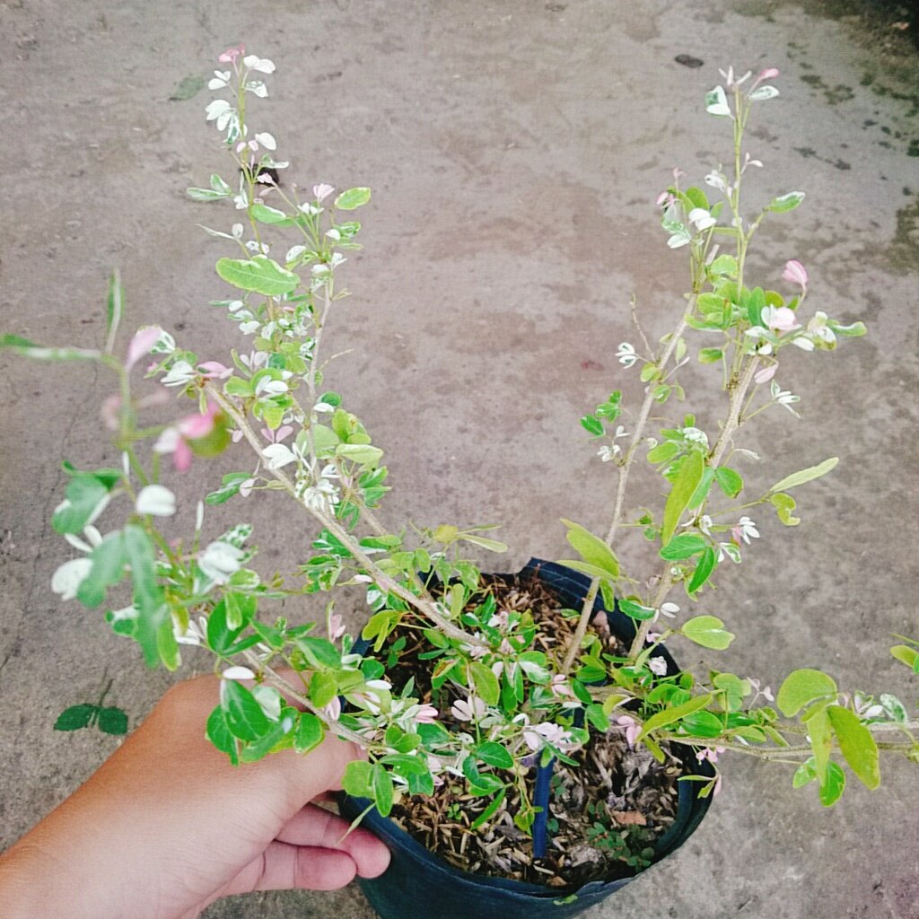 Cây me bonsai cẩm thạch - cây cảnh bonsai