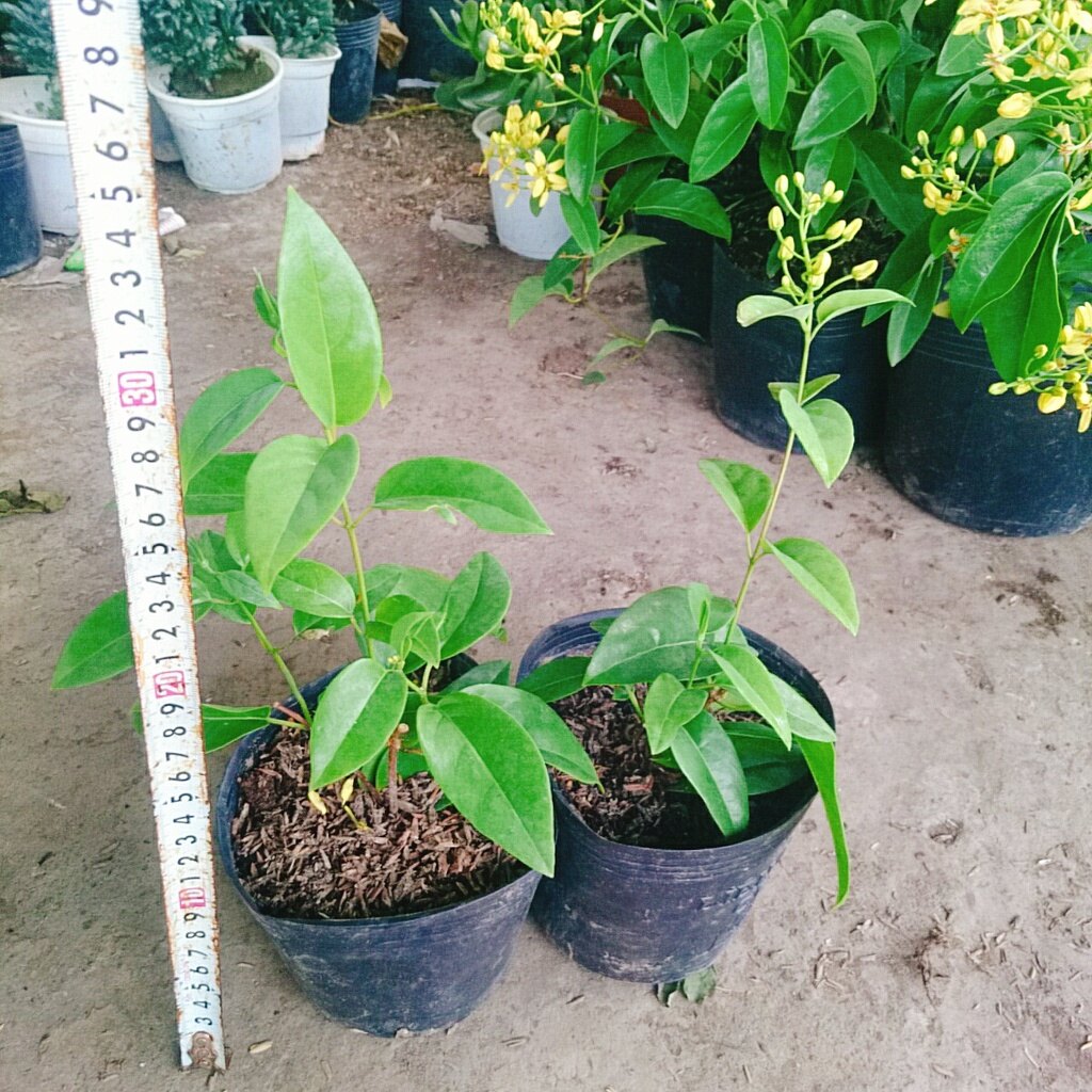 Cây Mai Hoàng Yến ( Kim đồng leo )