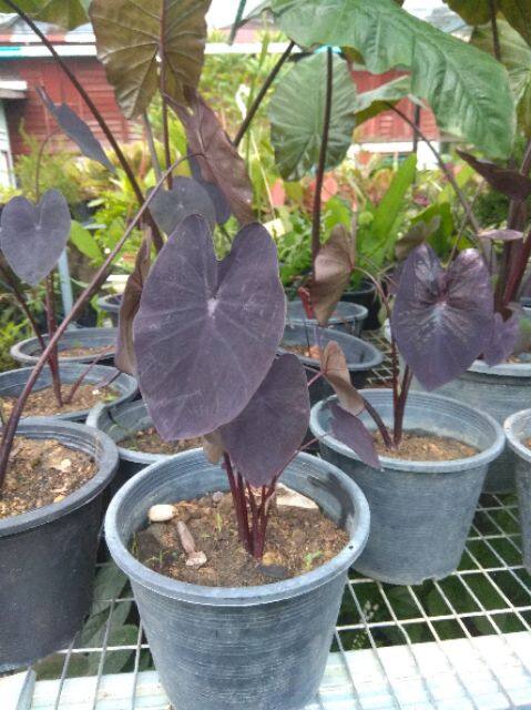 Malaysia Stock Keladi Alocasia Black Coral Dan Black Magic Lazada