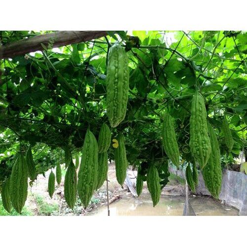 MA43C Hạt Giông Mướp Đắng 5 Hạt