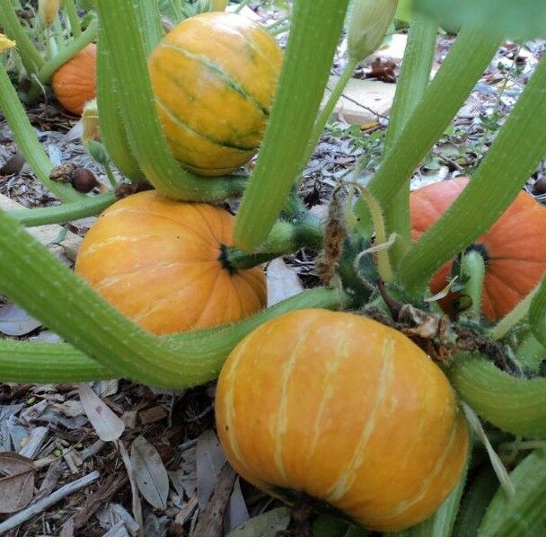 Hạt giống bí ngô mini