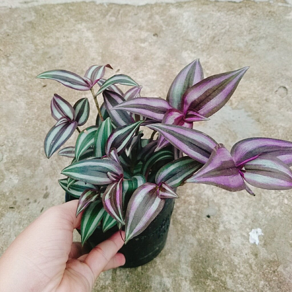 Cây Thài Lài Tía (cây rau chay)
