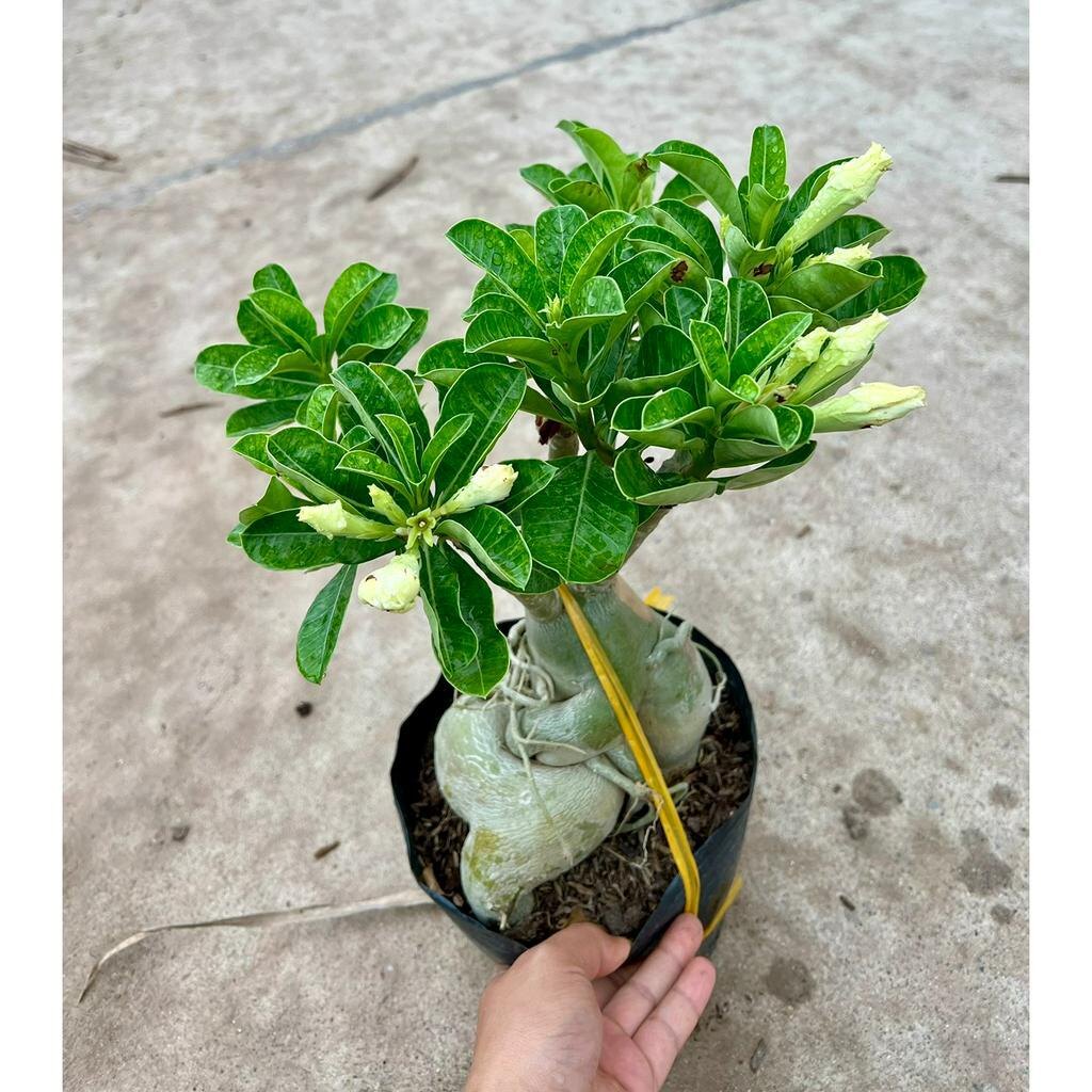 Cây hoa sứ thái trưởng thành đủ màu (ảnh thật)